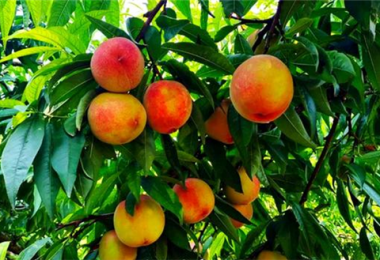 駐村干部“帶貨”  助力鄉(xiāng)村振興